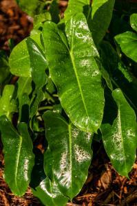 BURLE MARX - CLOSE UP